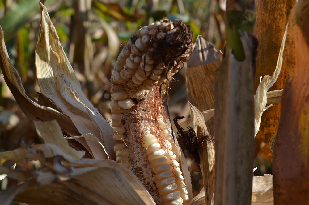 Infested-maize-4