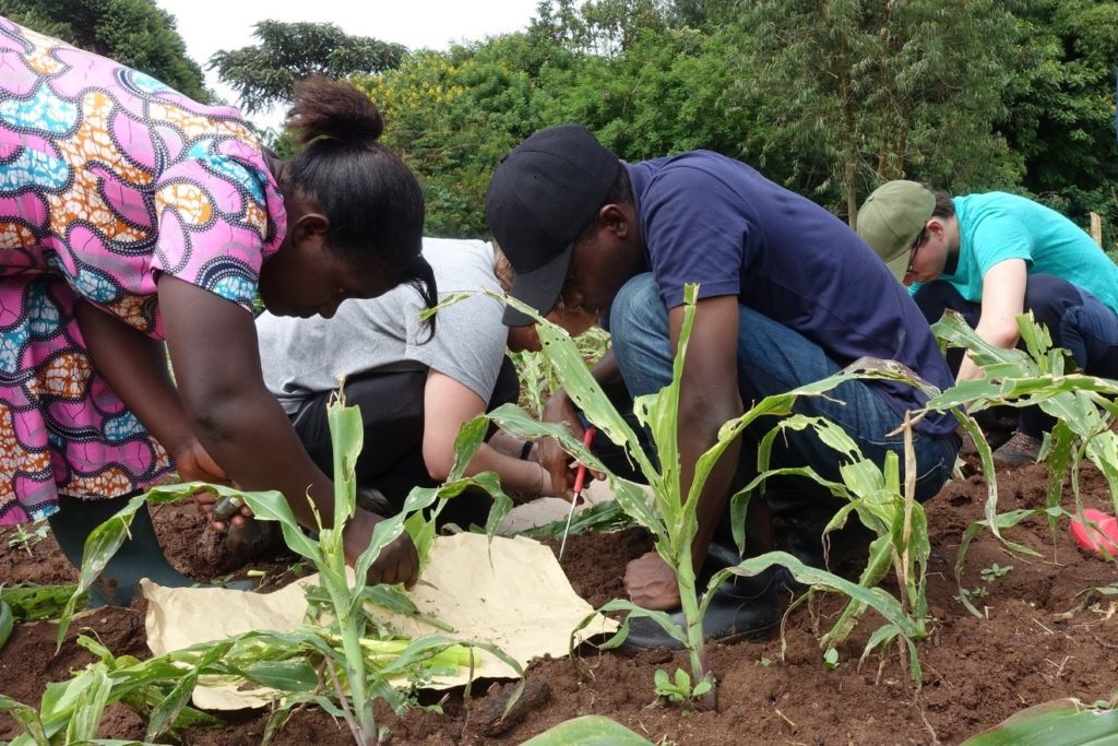 Researchers assessing damage caused by FAW