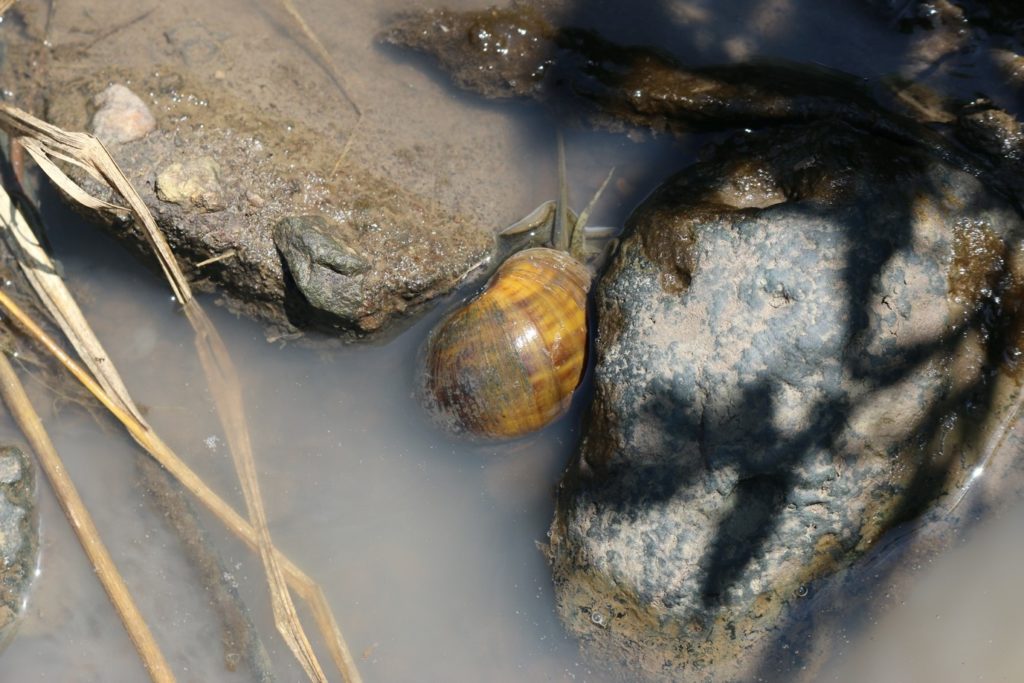 Golden apple snail