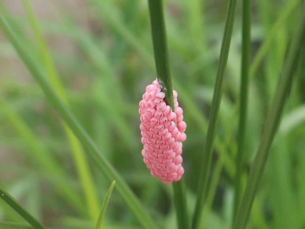 Apple snail eggs