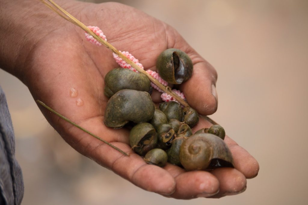 Apple snails