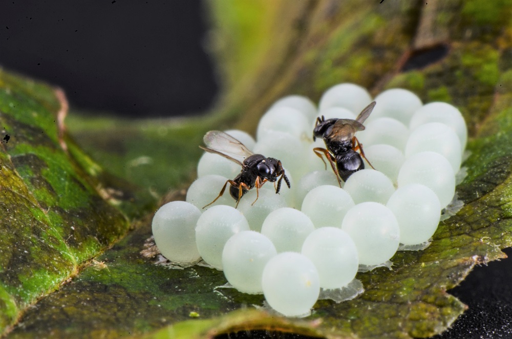 Trissolcus parasitoids attacking halyomorpha eggs