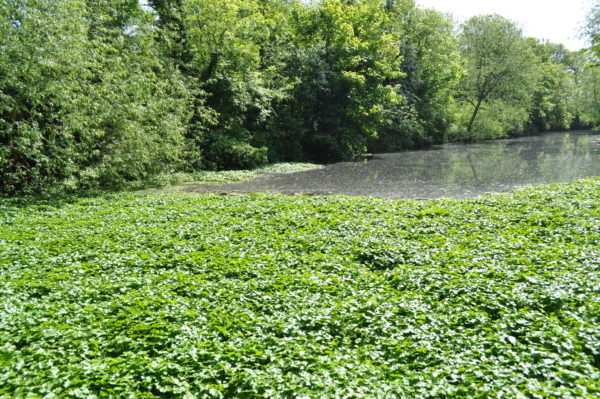 Invasive aquatic weed, floating pennywort, Hydrocotyle ranunculoides