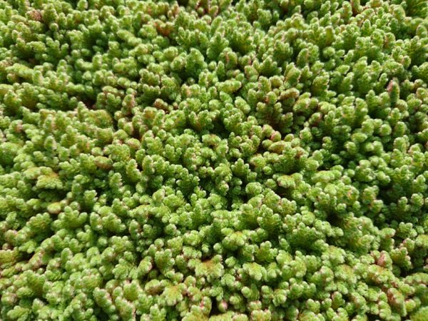 Invasive aquatic weed, water fern, Azolla filiculoides