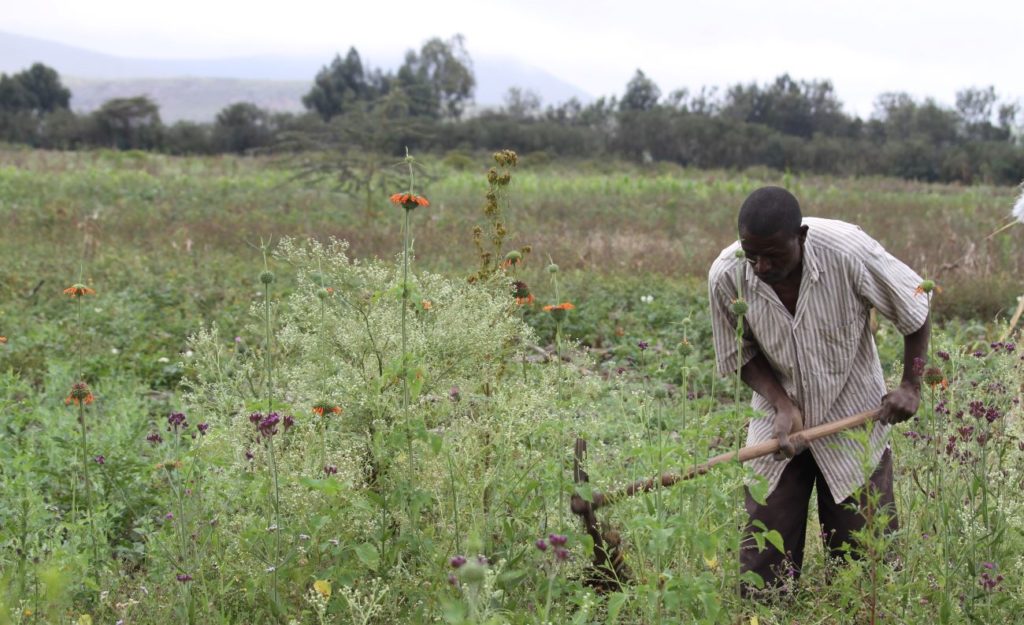 Man weeding a field