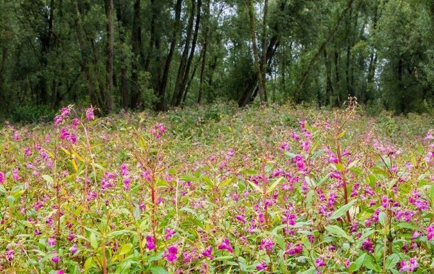 himalayan balsam