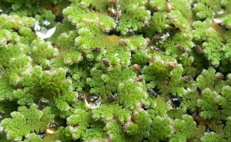 Azolla with weevils