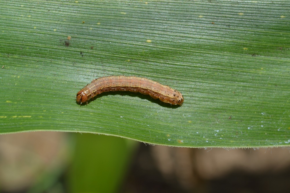 FAW-larvae