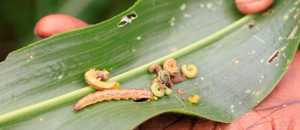 fall armyworm