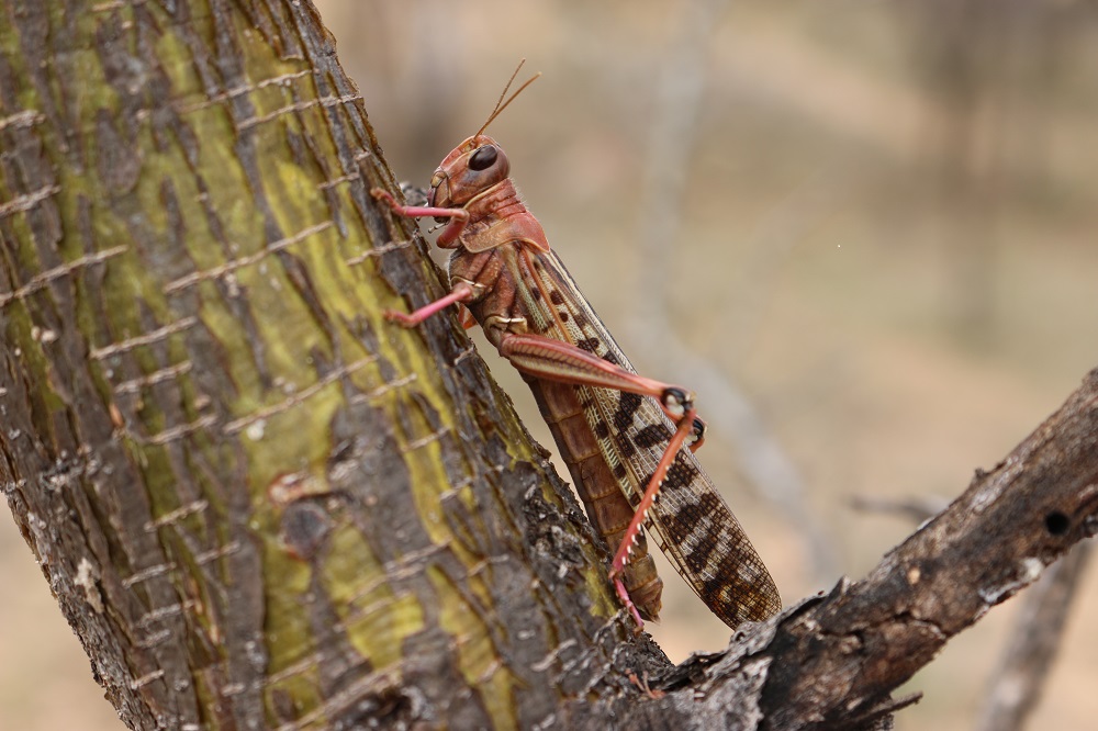 desert locust podcast