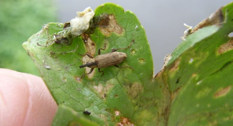 pennywort weevil