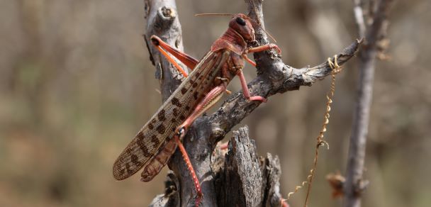 Invasive species desert locust