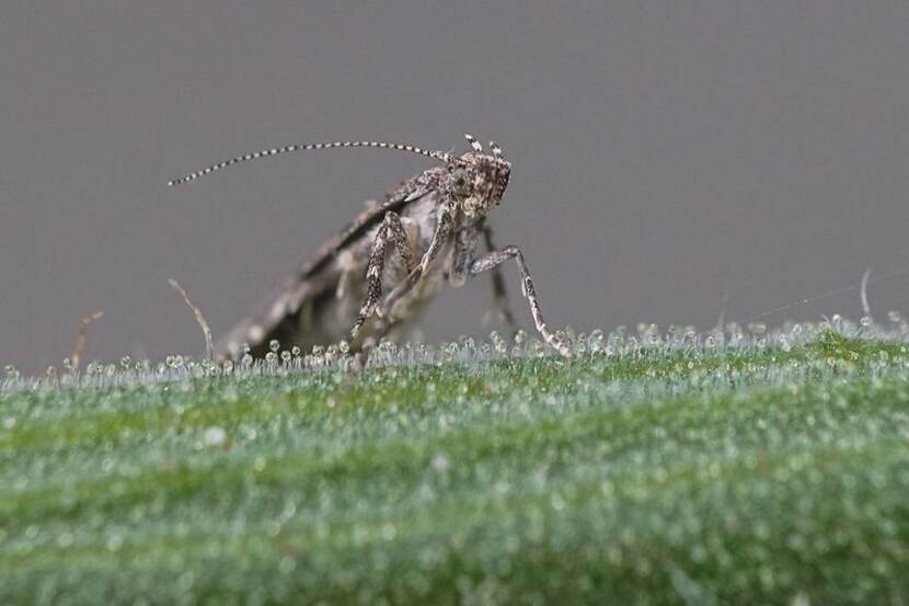 CABI study identifies safer options for fall armyworm control in Africa 