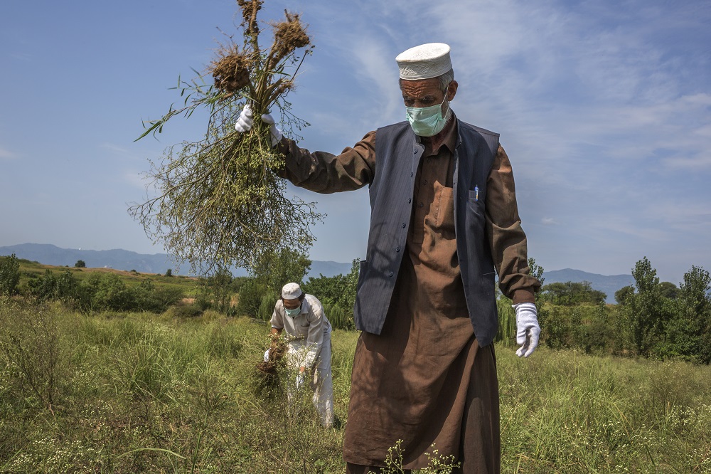 Parthenium in Pakistan