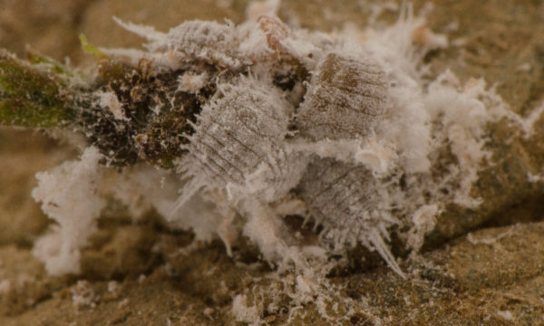 mealybug