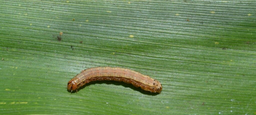 CABI podcast, fall armyworm caterpillar