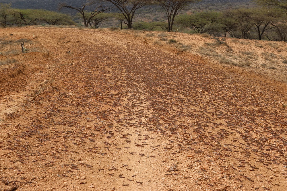 Locusts-on-road