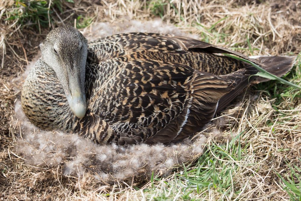 Common eider