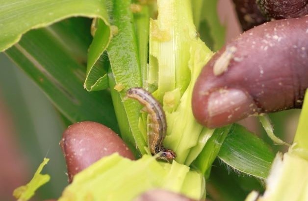 fall armyworm