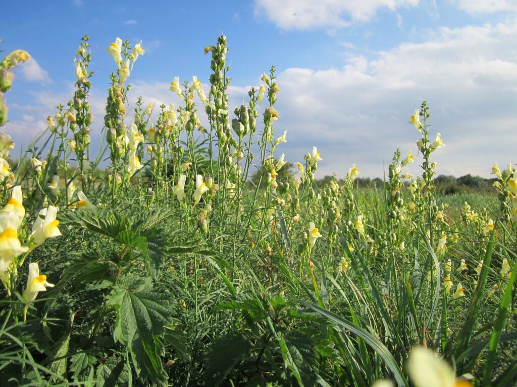 Yellow toadflax