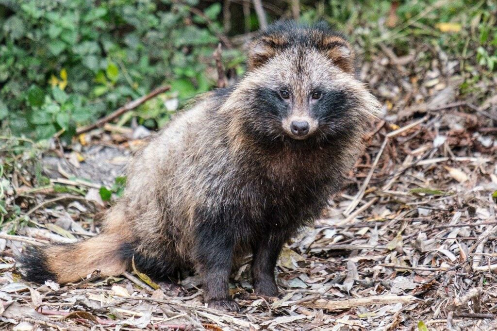 Raccoon dog