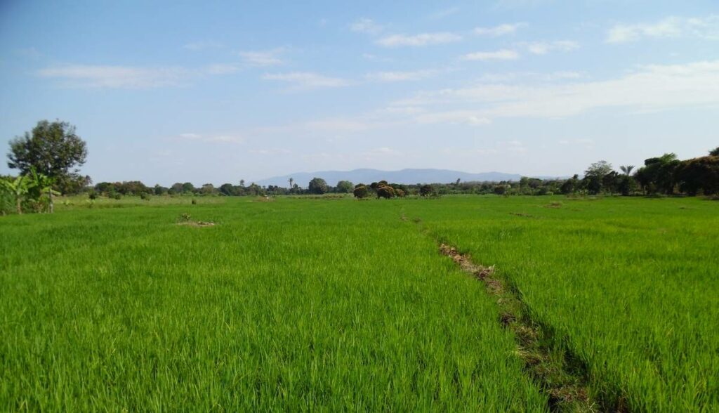 Rice farming in Tanzania