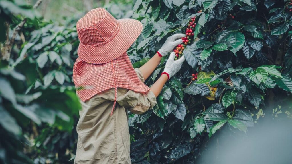 coffee harvest