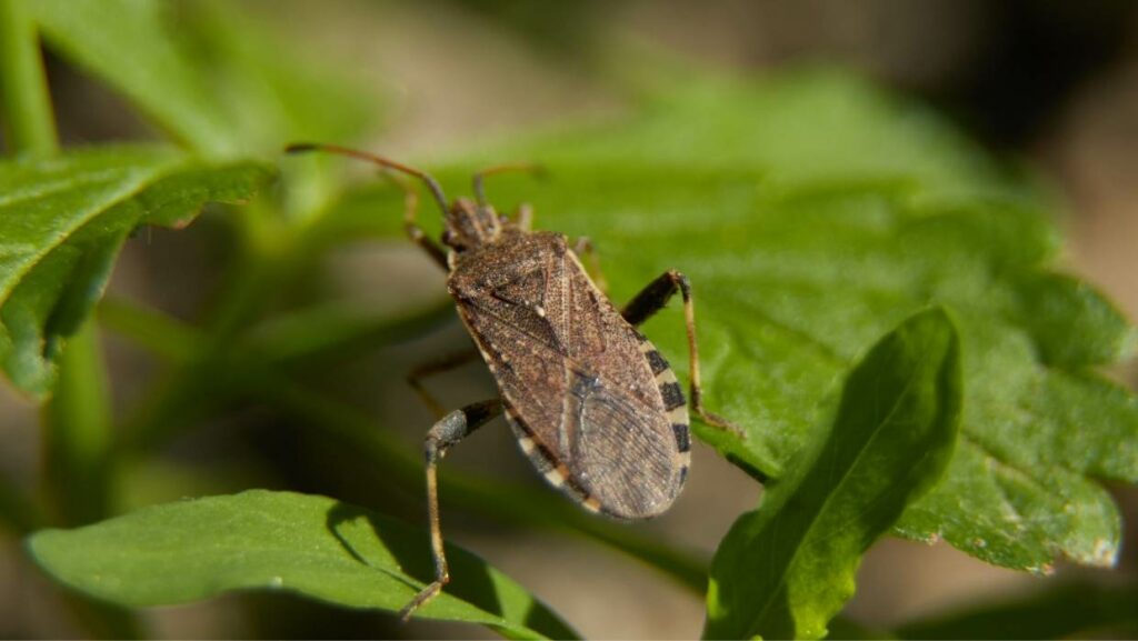 invasive species stink bug