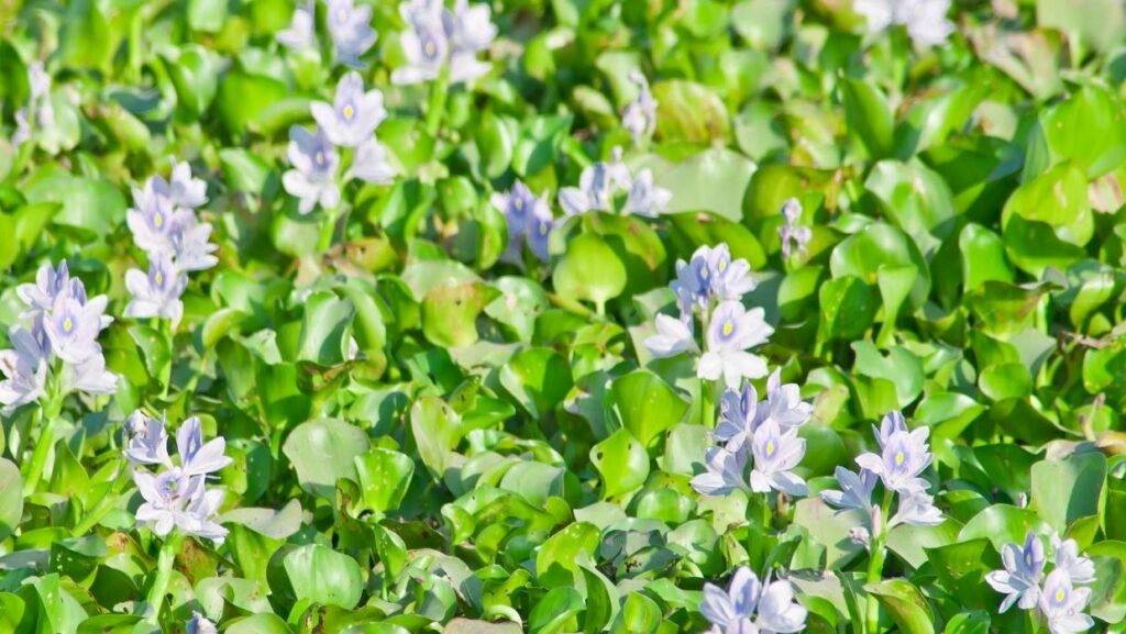 invasive species water hyacinth