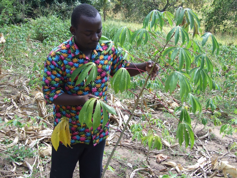 Diseased cassava plant