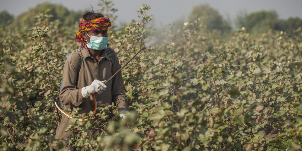 Saying “no” to harmful chemicals in cotton crop production