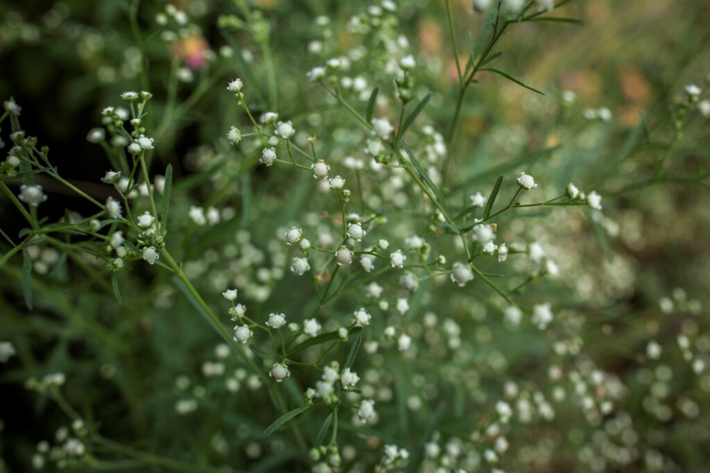 Parthenium weed