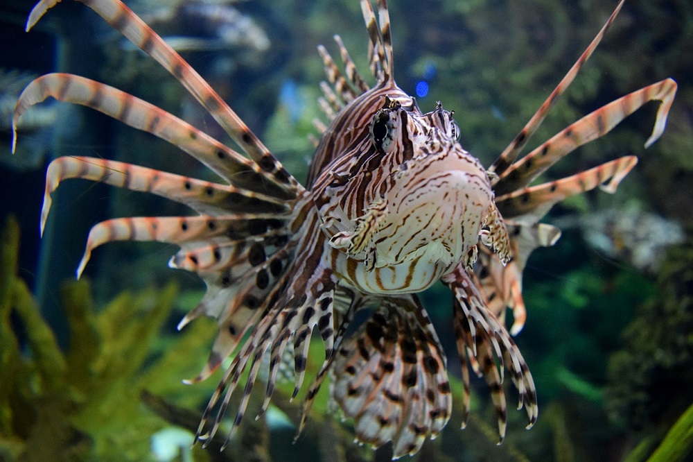 red-lionfish-g92342831b_1280