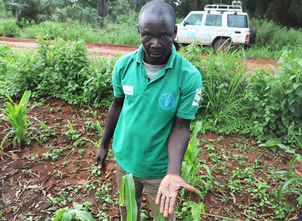 Extension-worker-in-Yambio-showing-the-FAW-larvae-on-maize