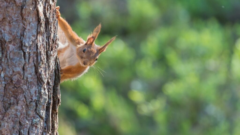 Red squirrel