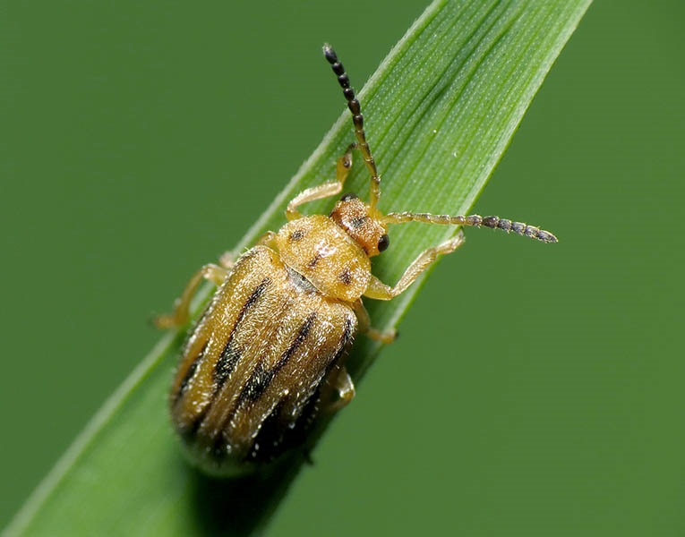 Ophraella communa (Ragweed Leaf Beetle); adult. Rock Creek Park,