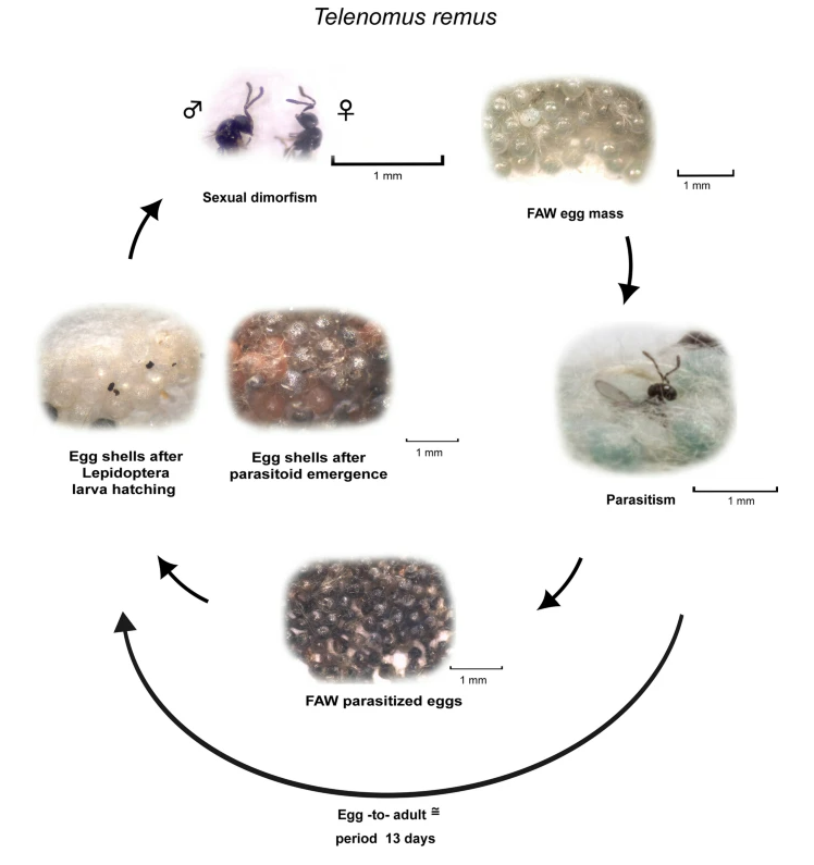 Telenomus remus life cycle on fall armyworm eggs