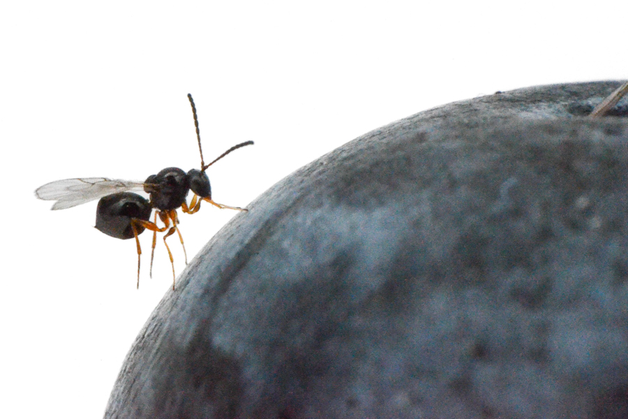 Ganaspis brasiliensis (Hymenoptera: Figitidae) on a blueberry