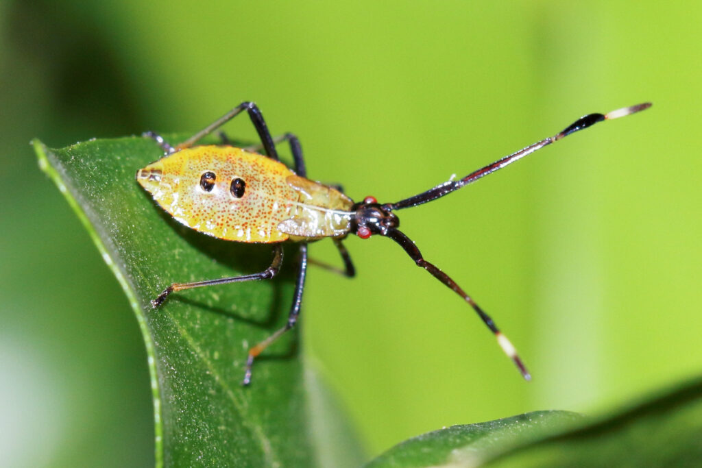 Nymph on leaf