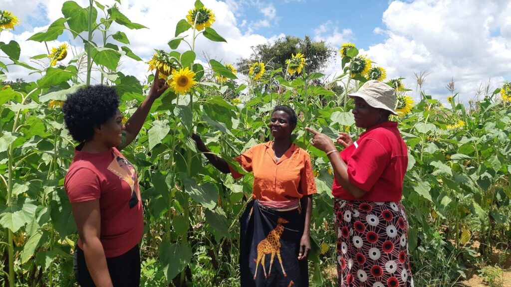 Maize farmers intecropping with sunflowers