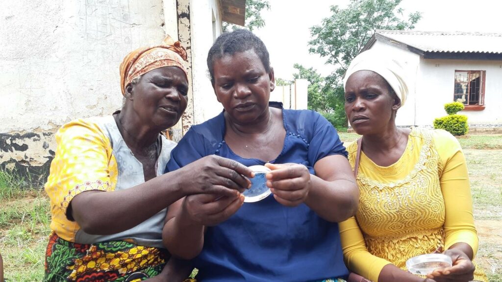 Farmers viewing FAW samples