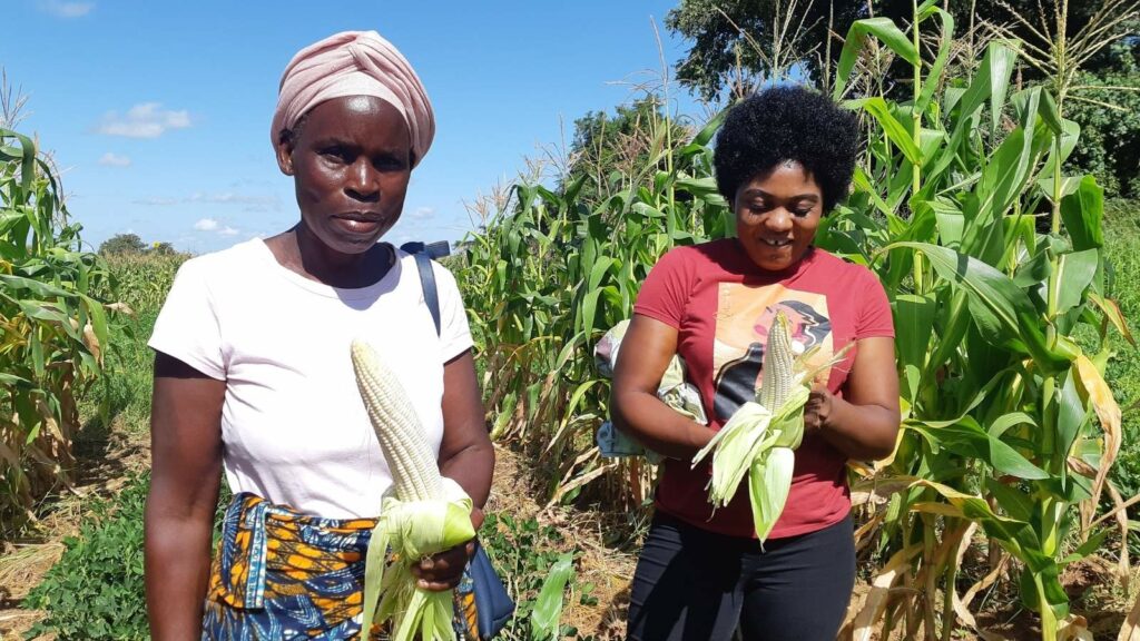 Maize farmers in Zambia