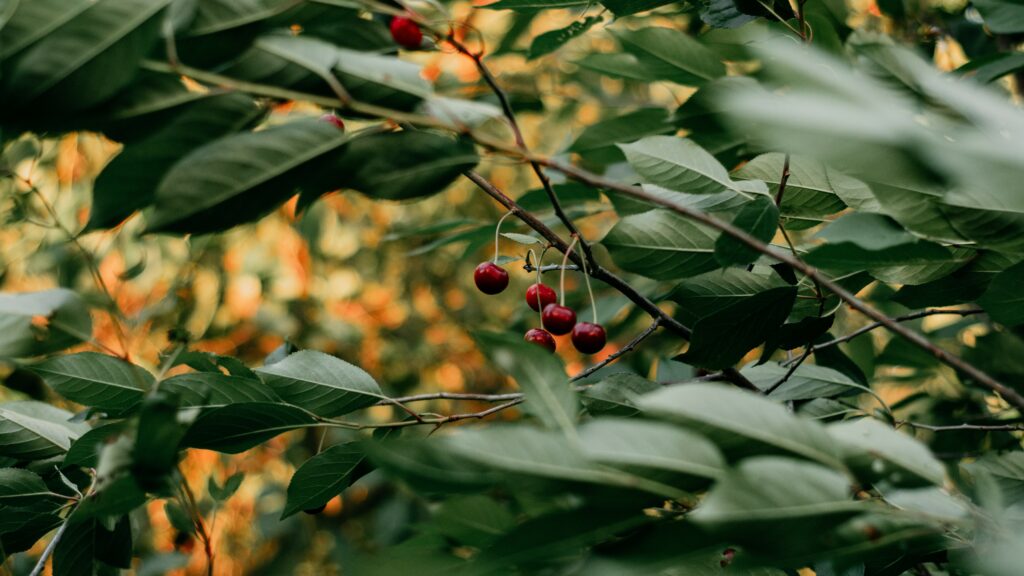 cherry fruit trees