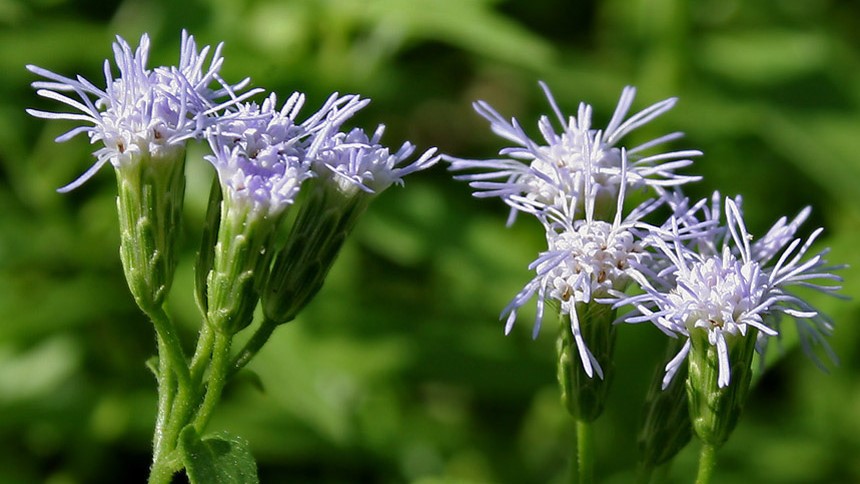 Chromolaena odorata devilweed