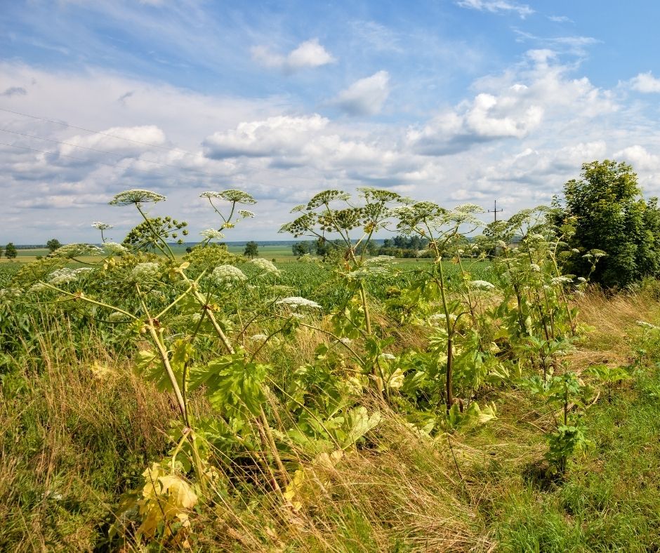 Giant hogweed