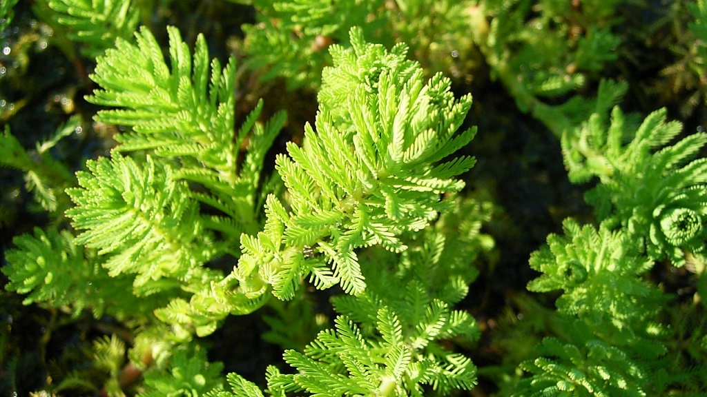 Invasive aquatic weed, Myriophyllum aquaticum, parrot’s feather