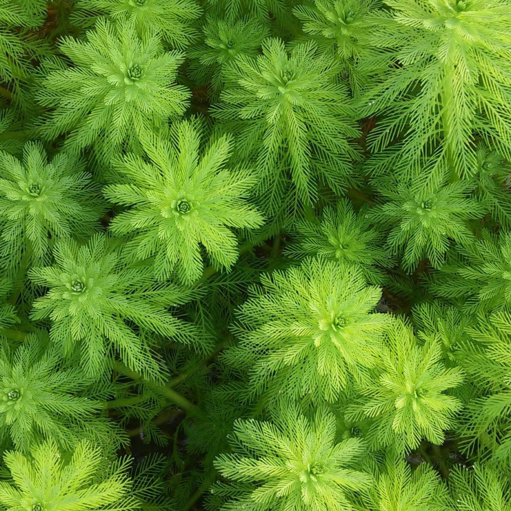 Ruffling parrot's feathers: the biological control of Myriophyllum ...