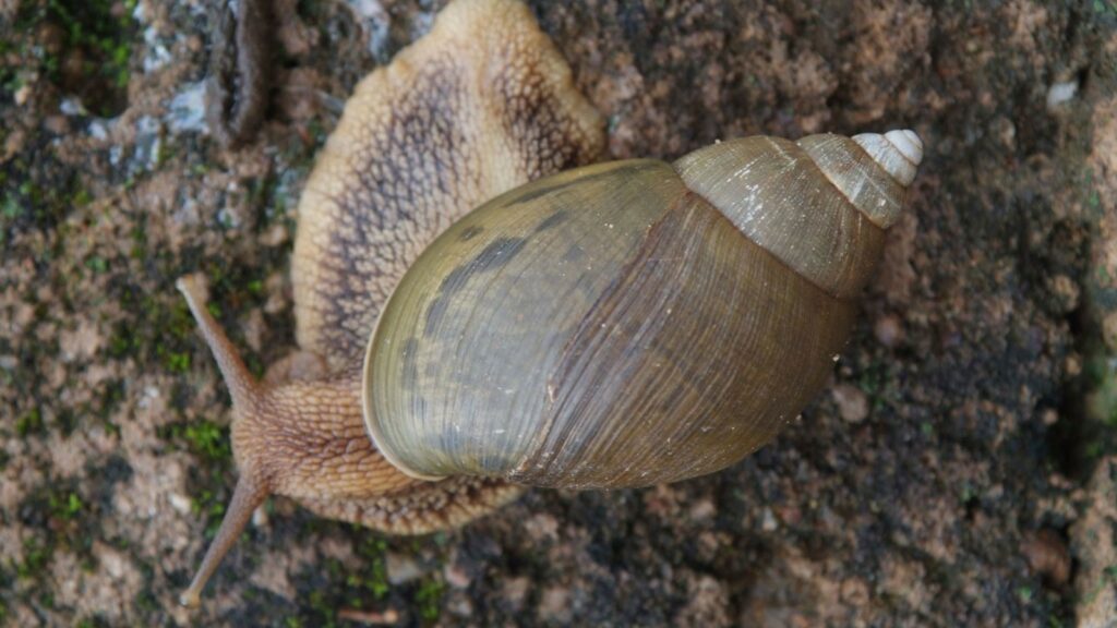 Giant African Land Snail