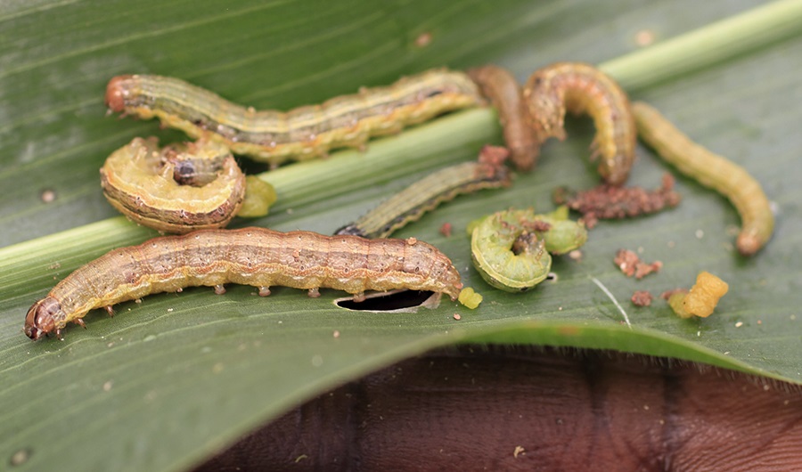 Progress made on biological controls to fight crop pests in Malaysia