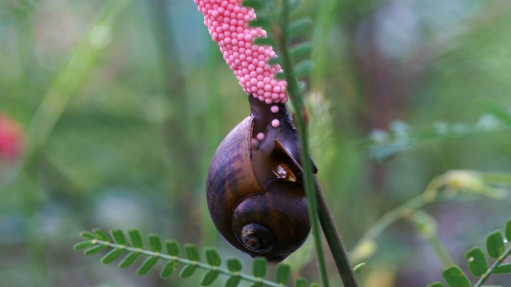 Golden apple snail